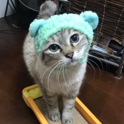 ちゃんこ🥀💙さんのプロフィール画像