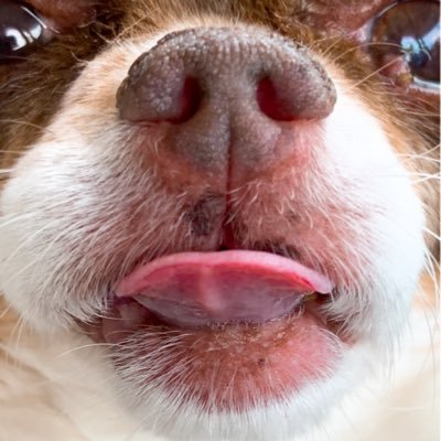 unihen's profile picture. 愛犬チワワHenry♀🌈                                          愛犬チワワつう♀                                                   生粋の広島県人 雑なＡ型カープファンのドアラファン。趣味：献血、さんぽ 〈귀요미〉