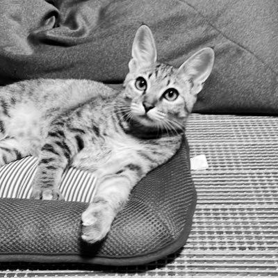 g94n4A3cI2QZC6T's profile picture. 直太朗しか勝たん