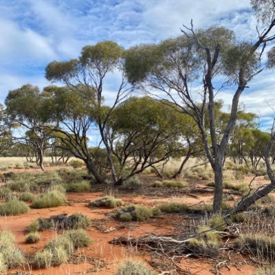 Mixed crop and sheep farming, Member of Farmers for Climate Action, GO RFS SWSZ, AFSM, Member Harden-Murrumburrah Landcare Group, on Wiradjuri land