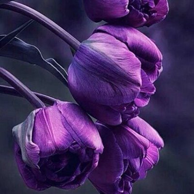 doodle0888's profile picture. 