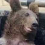 urso da turquia (@igorleonard0) 's Twitter Profile