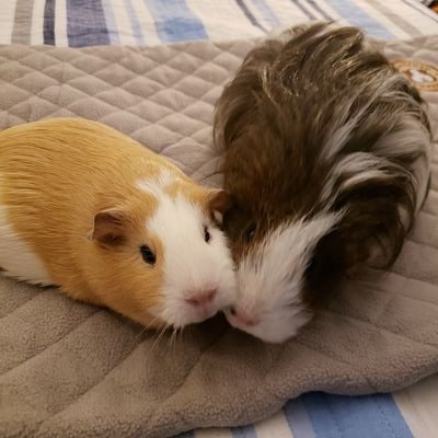 SurvisHeather's profile picture. Just a couple of guinea pigs living their best lives.

🌈 Coco 9/11/24