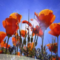 California For Us (@californiaforus) 's Twitter Profile Photo California For Us (@californiaforus) 's Twitter Profile Photo