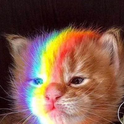 alaunah's profile picture. life long learner 🦊🦋🐥🌸🐭🐛