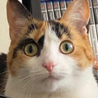 zelda✨ (@zeldorb) 's Twitter Profile