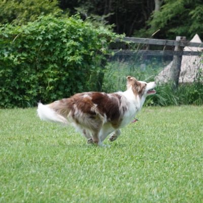 夫と娘と実家の犬がすきすぎる