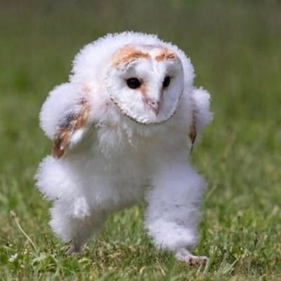 owlsray's profile picture. 