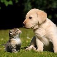 If dogs and cats could be best friends, what about us humans?  We can do better and live happily together. We need World Peace ✌🏼 #Worldpeace