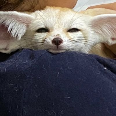 •The fennec pictures are selected from the owners and from the pages I follow. I don't claim the ownership of the photographs, I try my best to post them daily•