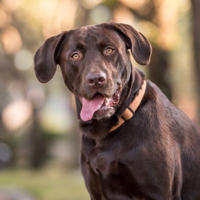 Chocolate Labrador Retriever - luv playing fetch & watching softball - fav college teams are UTSA, TAMU, & BU - follow my adventures!