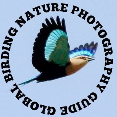 I can arrange tours to any bird site in The Gambia and help you to find all the birds you wish to see. All trips include transport, entrance fees