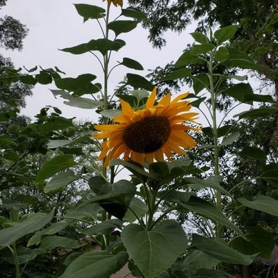 botanicalbecky's profile picture. capitalism kills