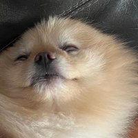 andew (@toybot_) 's Twitter Profile