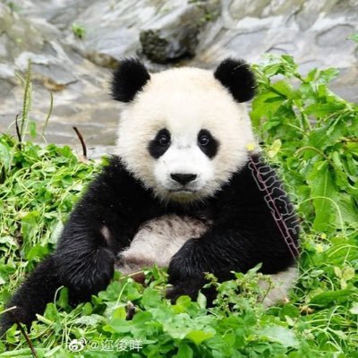 BaoLiPanda Profile Picture