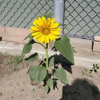 Phollis8 (@phollis8) 's Twitter Profile