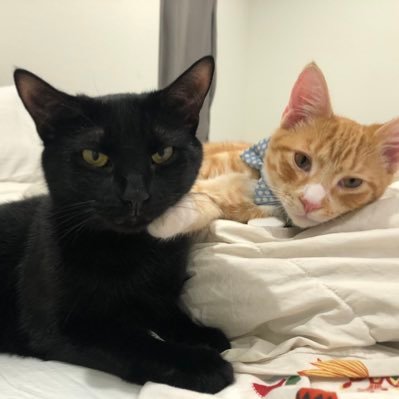 AgentJJK007's profile picture. lol wut? #medtox