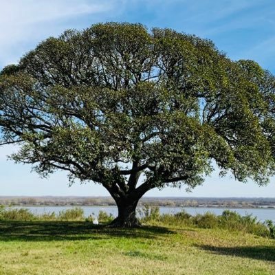 QuebrachoSF's profile picture.