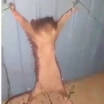 chicken3086's profile picture. Also one of @Johnsonlove24 Students
I am open to tips to help me improve
COMMS OPEN
Discord:0zay0