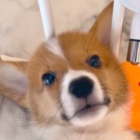 Corgi Dog Winston(@corgidogwinston) 's Twitter Profile Photo