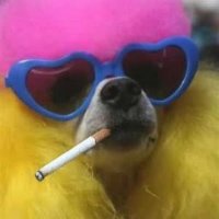 dovdelic (@dovdelic) 's Twitter Profile