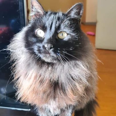 soydenegri's profile picture. Dra.en Psicología e investigadora en el impacto del neoliberalismo en la construcción de identidad. Amo los gatos y la consecuencia de pensamiento.