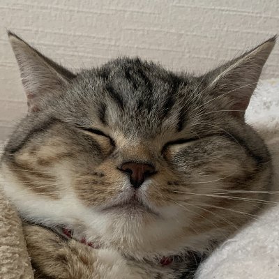 shiryu70727173's profile picture. Salesforceエンジニア 2年目🐣SF資格7個