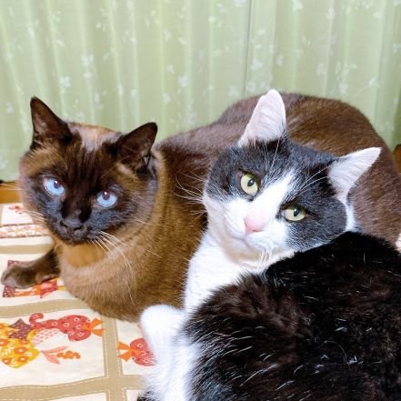 ムースプリンタルト🐈🐕🐈‍⬛🐾さんのプロフィール画像