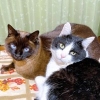 ムースプリンタルト🐈🐕🐈‍⬛ (@narutaka_0410) Twitter profile photo