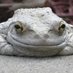 Pearly White Killer Toad (@pearlykillrtoad) Twitter profile photo Pearly White Killer Toad (@pearlykillrtoad) Twitter profile photo