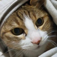 miche (@michemashu55) 's Twitter Profile Photo miche (@michemashu55) 's Twitter Profile Photo
