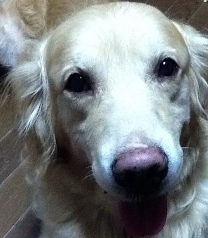 livuoyan's profile picture. はじめましまして！

わんこちがうし。
さんぽとやきにくとけーきがすき。

くるくるてんねんぱーまっていったらあかん。