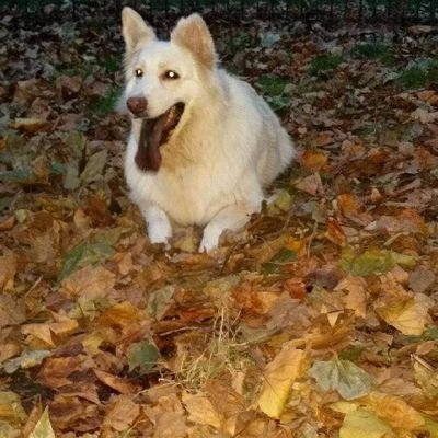 badlyndon's profile picture. Hello Lyndon Sorhaindo Gas engineer based in London hope you are all good