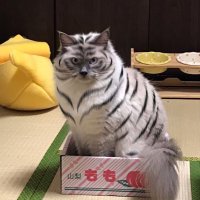 バッファオーバーラン (@9ukebckju78wij2) 's Twitter Profile