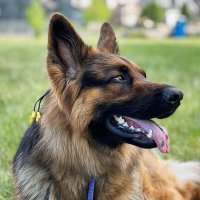 German Shepherd(@gsd_lovers_) 's Twitter Profile Photo