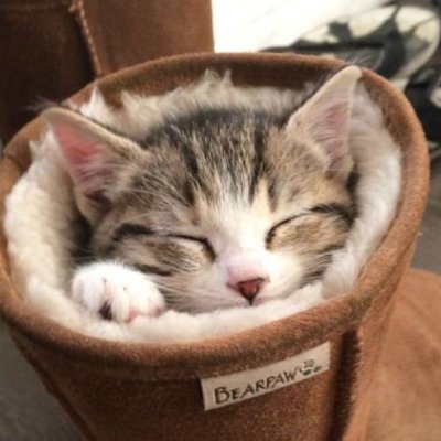 ♡ねむり猫様確認ページ♡ 21年近く生きた愛猫を失い、悲しみに暮れる日々…保護猫との
