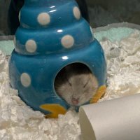 りょうぼん (@ryobon0503) 's Twitter Profile Photo