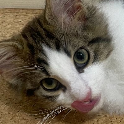 レオ=^._.^= ∫さんのプロフィール画像