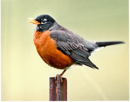 Birdwoman7's profile picture. 