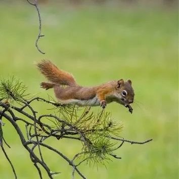 Una mirada ecologista🌲Habrás oído hablar de que en un tiempo lejano, en España una ardilla podía ir desde Algeciras a los Pirineos sin bajarse de los árboles.