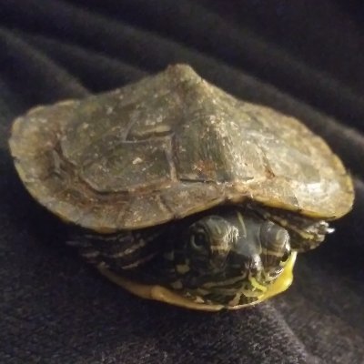 Turtle bitches don't fuck for free