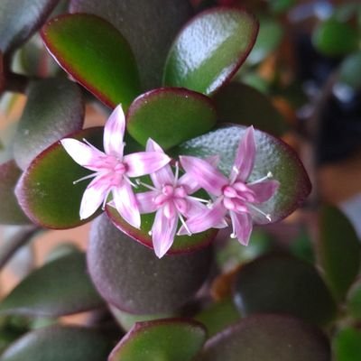 copu_puni7DPC31's profile picture. DA PUMP🌈💙YORIさん推し💙🌺