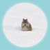 原田佳実🐿「森でつながるエゾモモンガ」 (@risu_harada) Twitter profile photo 原田佳実🐿「森でつながるエゾモモンガ」 (@risu_harada) Twitter profile photo