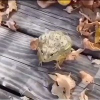 Ya ya saya setuju (@hourly_absurd) 's Twitter Profile Photo