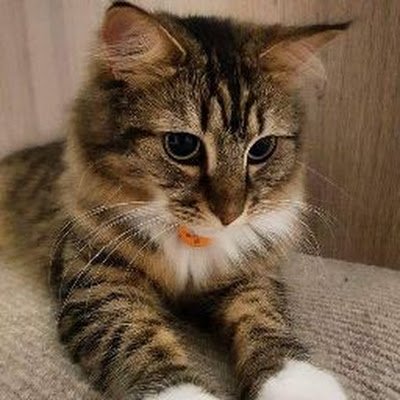 HyelniN's profile picture. 
