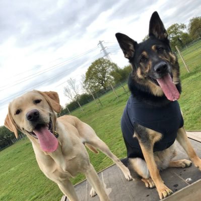 Hi my name's Maverick, I’m a yellow Labrador. Watch my antics as I grow up. Bailey was my big sister & I’m sad that she has crossed 🌈 bridge .🥹