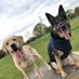 Maverick ๐๐พ & Miss Bailey ๐๐พ๐ (@tpdbailey) Twitter profile photo Maverick ๐๐พ & Miss Bailey ๐๐พ๐ (@tpdbailey) Twitter profile photo