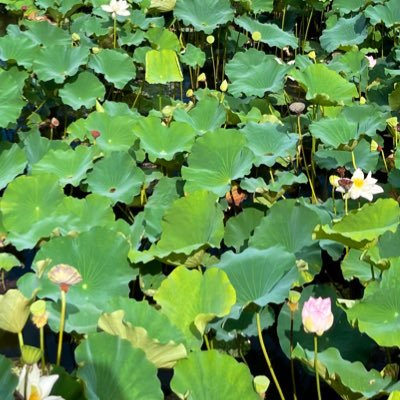 🇯🇵JPN自分の為の雑記帳。頭の切り替えは大事!今を大切に生きる。#5行日記 天気 服装 食べたもの 何をしたか 1日過ごした感想 #今日の楽しかったこと3つ #褒め日記 #ポジティブ日記 #ほめ日記 #模型で楽しむ今昔 #まいたの #今日の積み上げ #3行ポジティブ日記 #D51200 #slやまぐち号