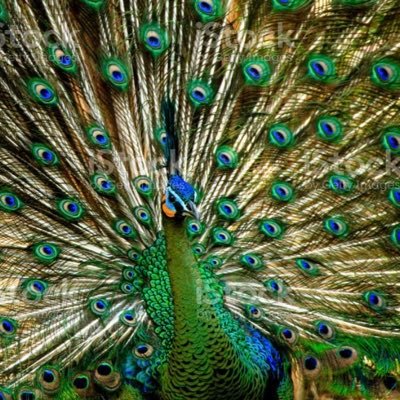 PrairieEclectic's profile picture. Purveyor of unique finds from the prairie. Specializing in glass & pottery.
#midcentury #colorfulglass