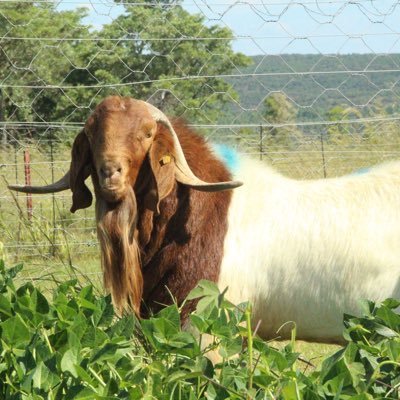 Award winner. Registered Boergoat and Kalahari Red Stud Breeder. Operations in South Africa as well as Zimbabwe.